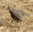 California quail, female