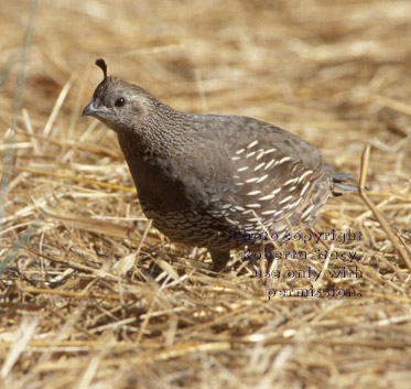 California quail, female