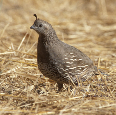 California quail, female