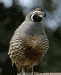 California quail, male