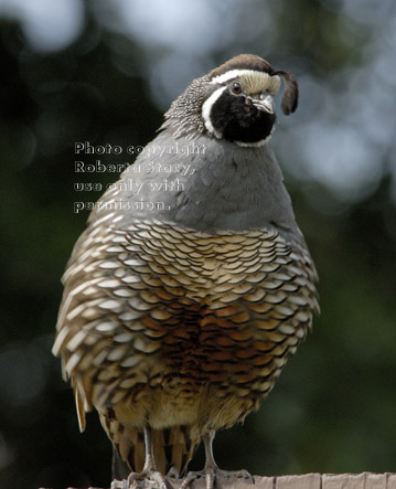 California quail, male