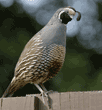 male California quail