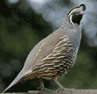 California quail, male