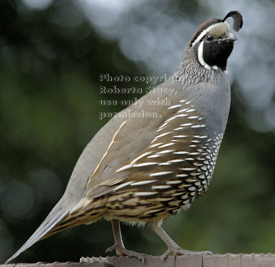 California quail, male