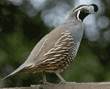 male California quail