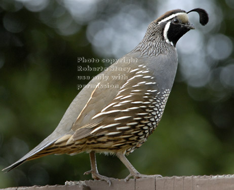 male California quail