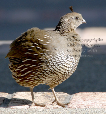 California quail, female