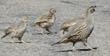 quail crossing street with chicks