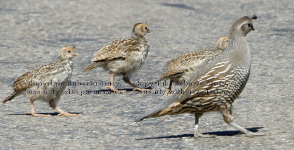 quail crossing street with chicks