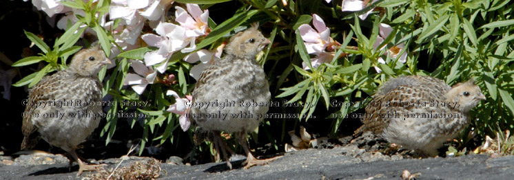 three California quail chicks