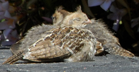 sleeping California quail chicks