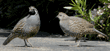 California quail male and female