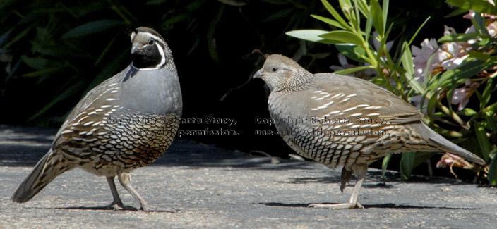 California quail male and female