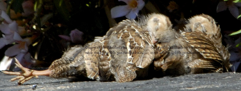 California quail babies asleep