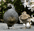 California quail adult male and chick