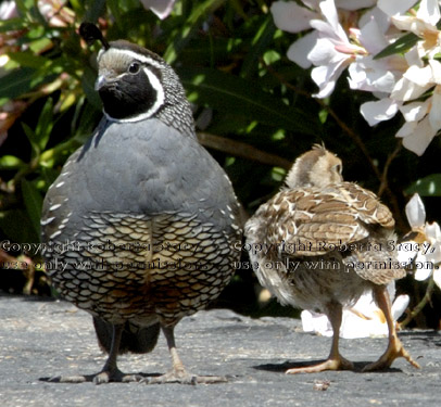 California quail adult male and chick