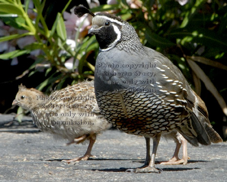 California quail father with chick