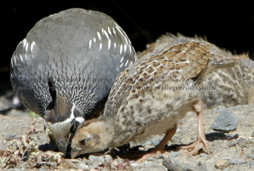 quail father and chick eating