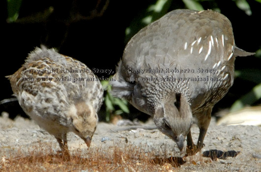 California quail mother and chick eating