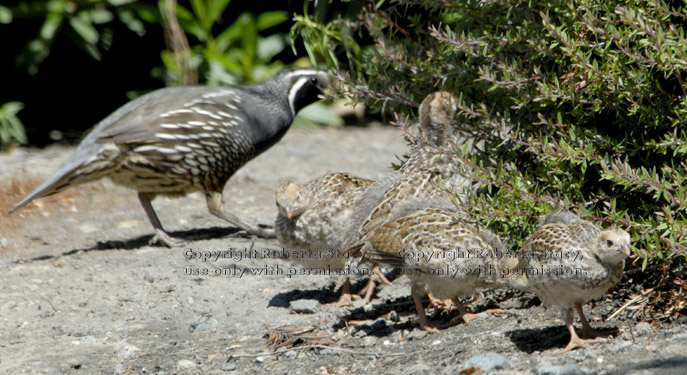 quail chicks with their father