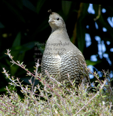 quail mom watching for danger