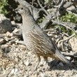 California quail, female