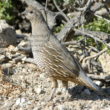 California quail, female