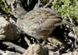 California quail chick