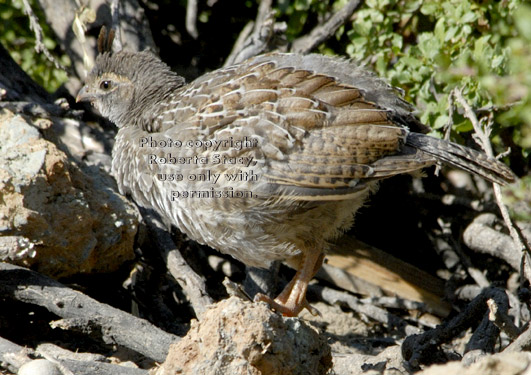 California quail chick