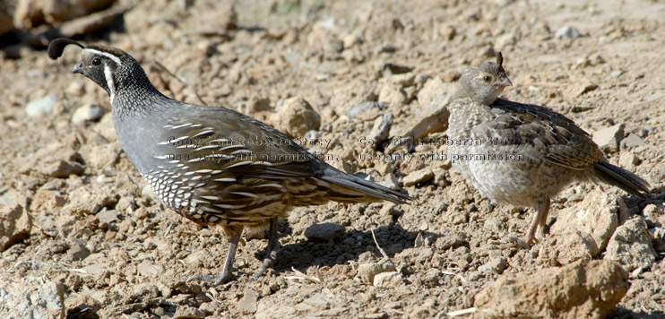 California quail dad and chick