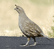 female California quail crossing street