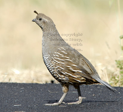 female California quail crossing street