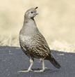 California quail, female