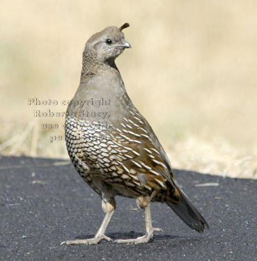 California quail, female