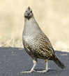 female California quail