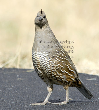 female California quail