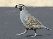 male California quail walking across street