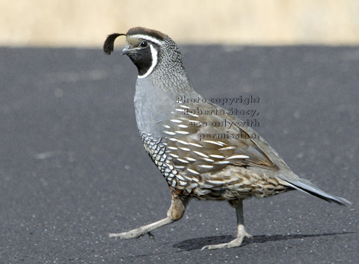 male California quail walking across street