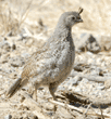 California quail juvenile (immature)