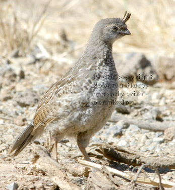 California quail juvenile (immature)