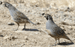 two California quail adult males