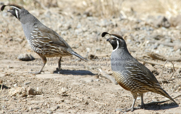 two California quail adult males