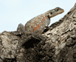 agama lizard, female