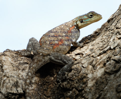 agama lizard, female