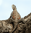 female agama lizard