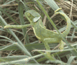 flap necked chameleon Tanzania (East Africa)