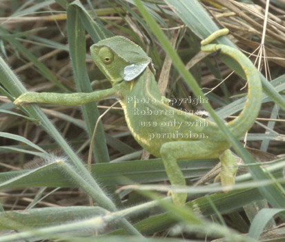 flap necked chameleon Tanzania (East Africa)