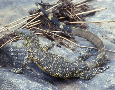 Nile monitor lizard Tanzania (East Africa)