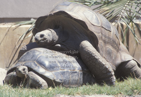 Aldabra tortoises