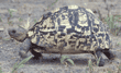 leopard tortoise Tanzania (East Africa)